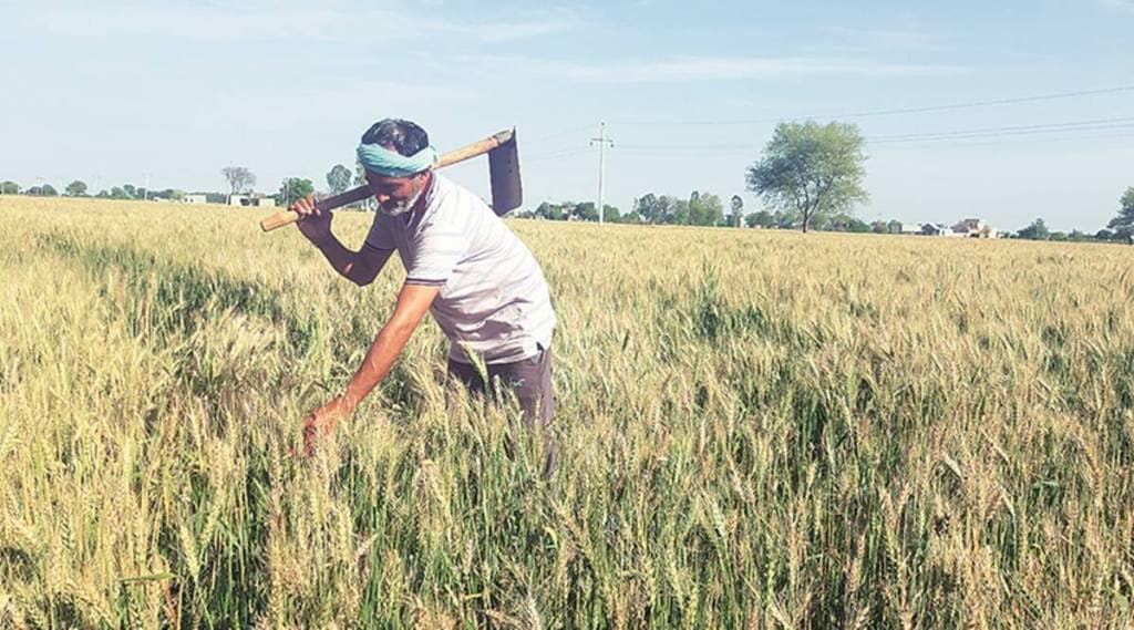 Cloudy weather rabi crops jalgaon