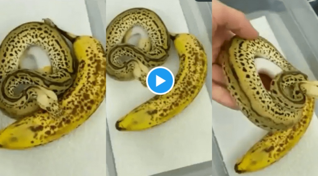 Video: केळं समजून उचलला अजगर; या भल्यामोठ्या Python ची त्वचा बघून तुम्हीही गोंधळून जाल