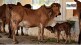 How do cows and sheep contribute to climate change Bill Gates Invest 12 Million Dollars To Reduce Methane Project Explained