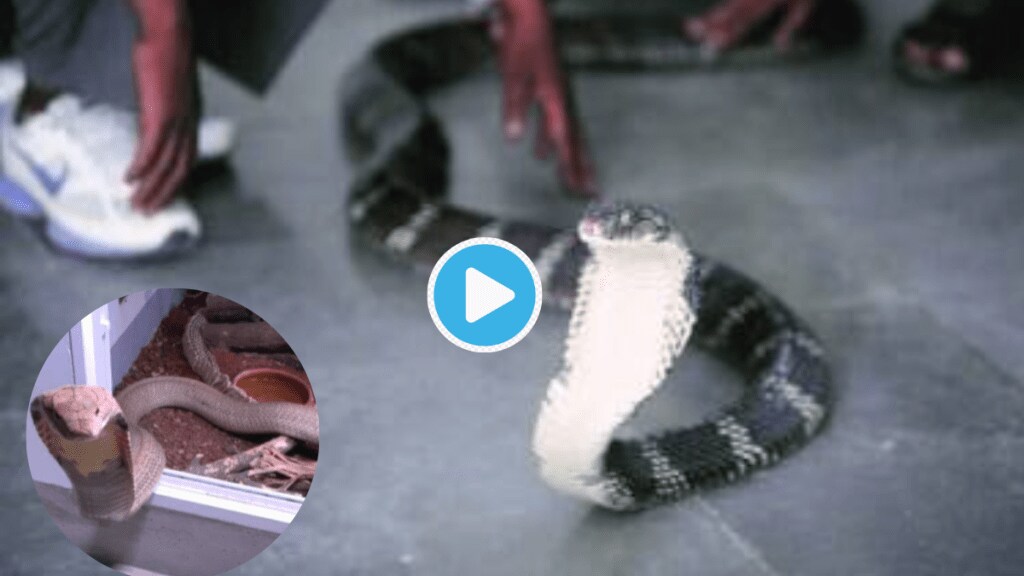 Video Man Shots King Kobra Fails And Then Snake Attacks On The Body Shocking Clip Gone Viral Trending