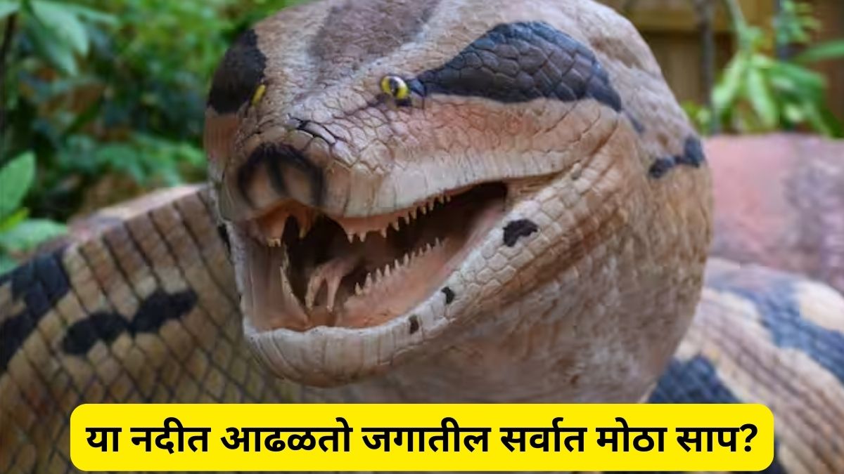 Worlds Biggest Snake