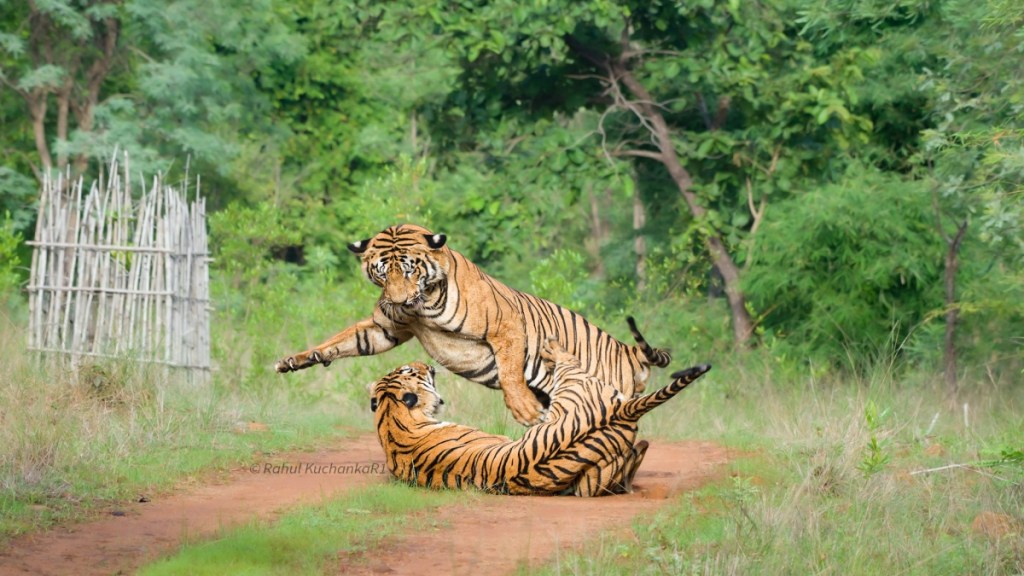 fight between two tigers
