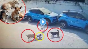 4 year old mauled to death by street dogs
