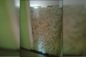 insects in the stored cotton in Kharip