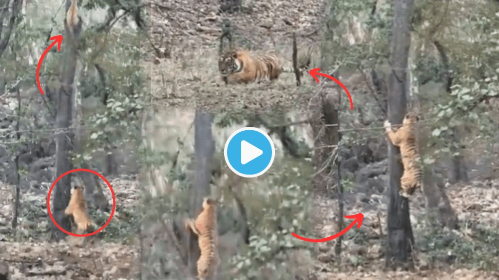 Video Tiger vs Leopard Attack Fat Tiger Pulled Down From Tree Due To Over Weight Shocking Clip Goes Viral