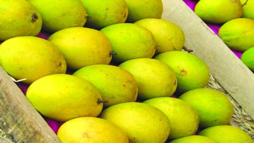 Alphonso-Mangoes