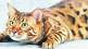 Dispute due to cat in Pune
