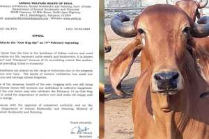 Cow Hug Day : ‘काऊ हग डे’ वरून केंद्र सरकारची माघार! देशभरातील टीकेनंतर अखेर निर्णय मागे Cow hug day