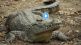 Crocodile Viral Video On Twitter