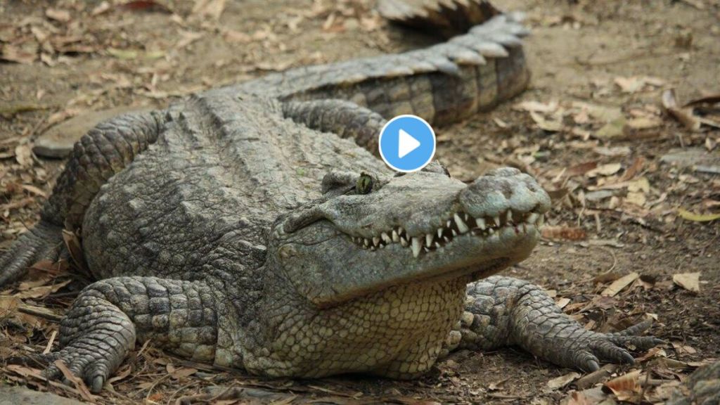 Crocodile Viral Video On Twitter
