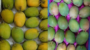 Devgad Hapus mango