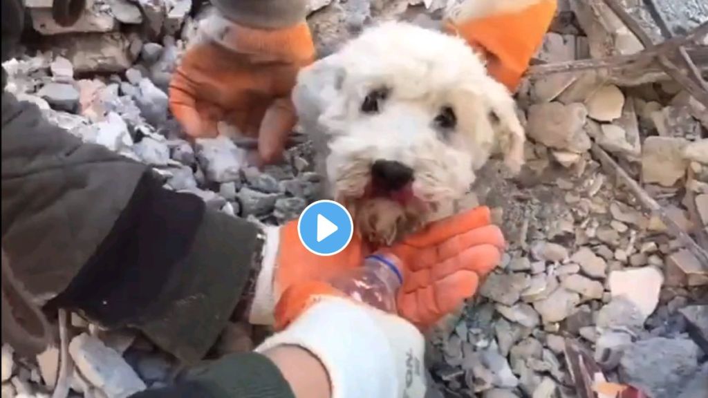 Dog Rescued In Turkey Earthquake Viral Video