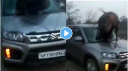 रस्ता क्रॉस करताना नील गाय थेट कारच्या काचेमधून आत शिरल्याचा धक्कादायक Video Viral