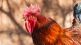 cock Killed man