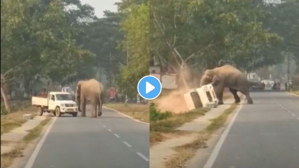 Angry Elephant On Road