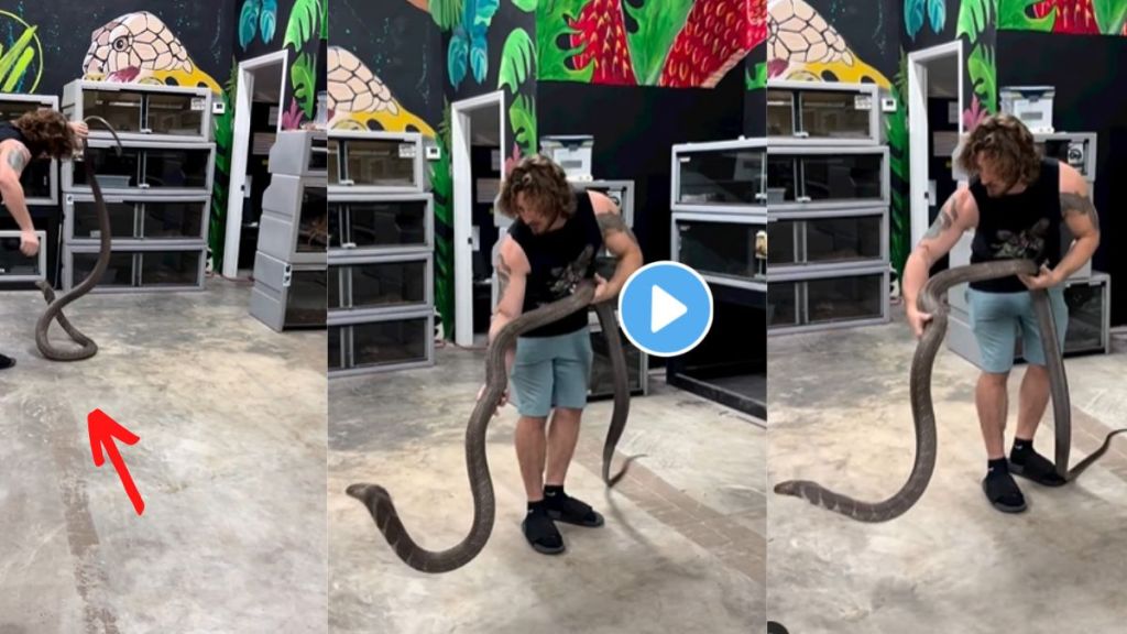 Man Plays With King Cobra At Home