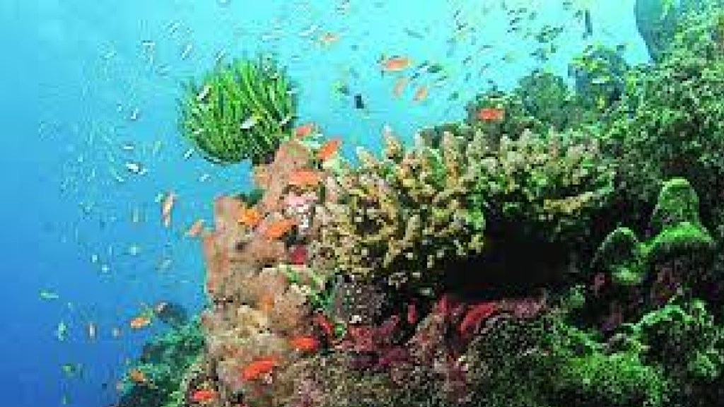 Marine Ecosystem