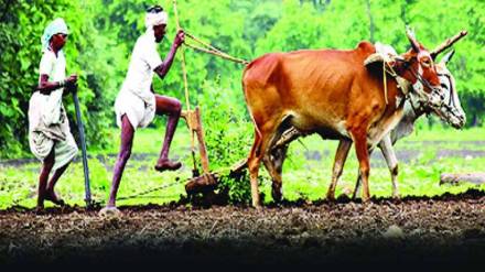 Raigad Agricultural Festival