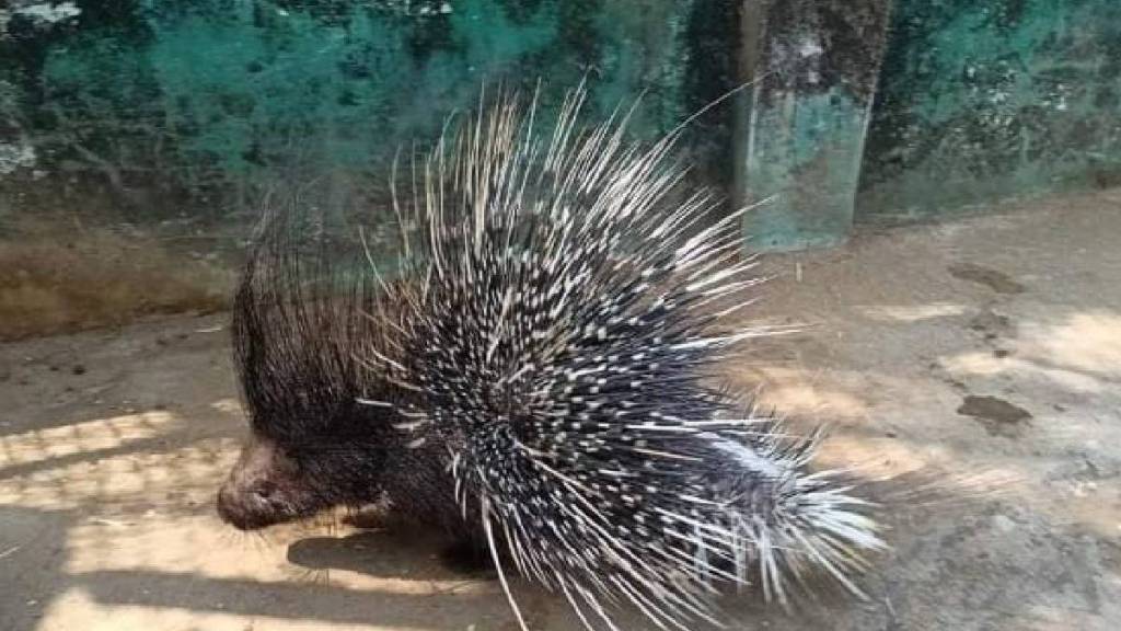 Porcupine found in wardha