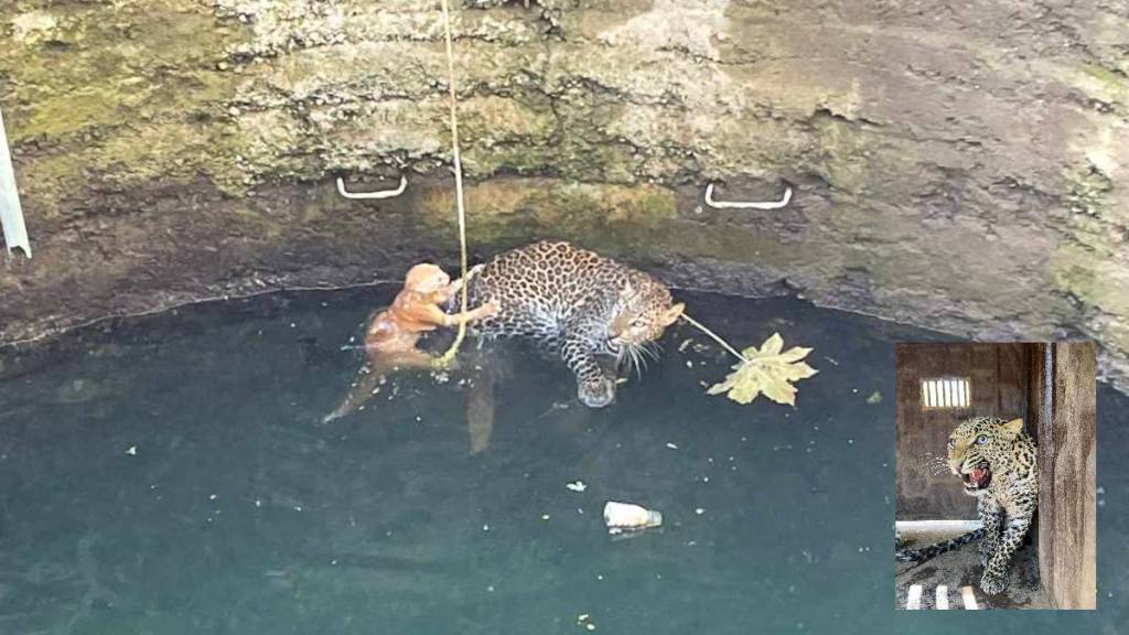 leopard fell into well Tembhurwadi
