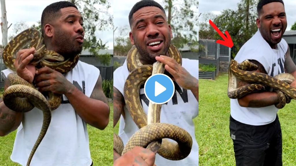Giant Python Attack Video