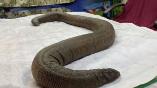 Red Sand Boa Seized By Forest Department