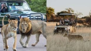 Lions Don't Attack Safari Vehicles