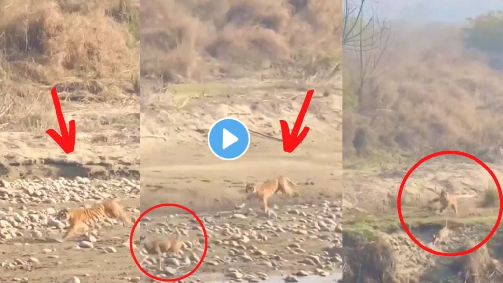 Tiger Hunting Viral Video On Twitter