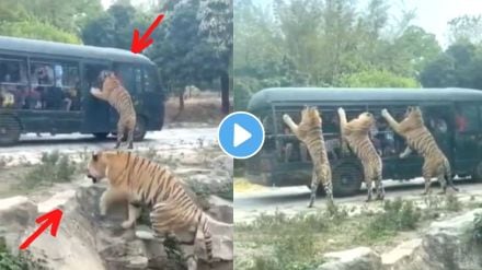Tigers Attack On Safari Vehicle Viral Video