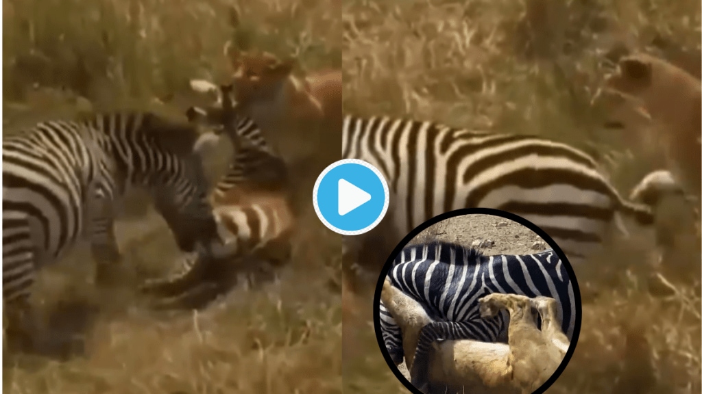 Video Lioness Running With Zebra Stuck in teeth Shocking Incident Turns Table This Viral Clip Will Bring Goosebumps