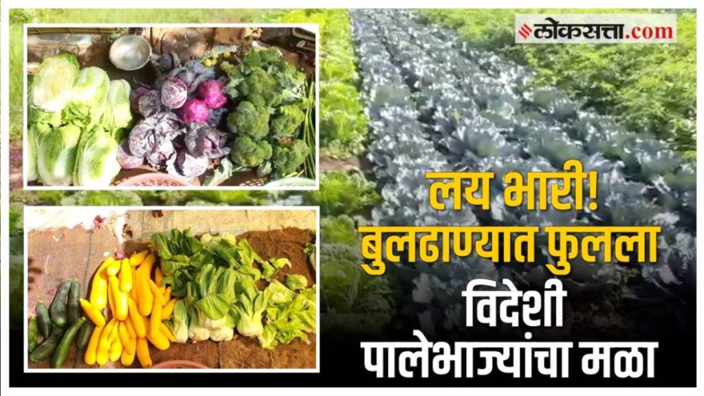 exotic leafy vegetable farming in buldhana