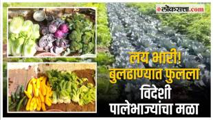 exotic leafy vegetable farming in buldhana