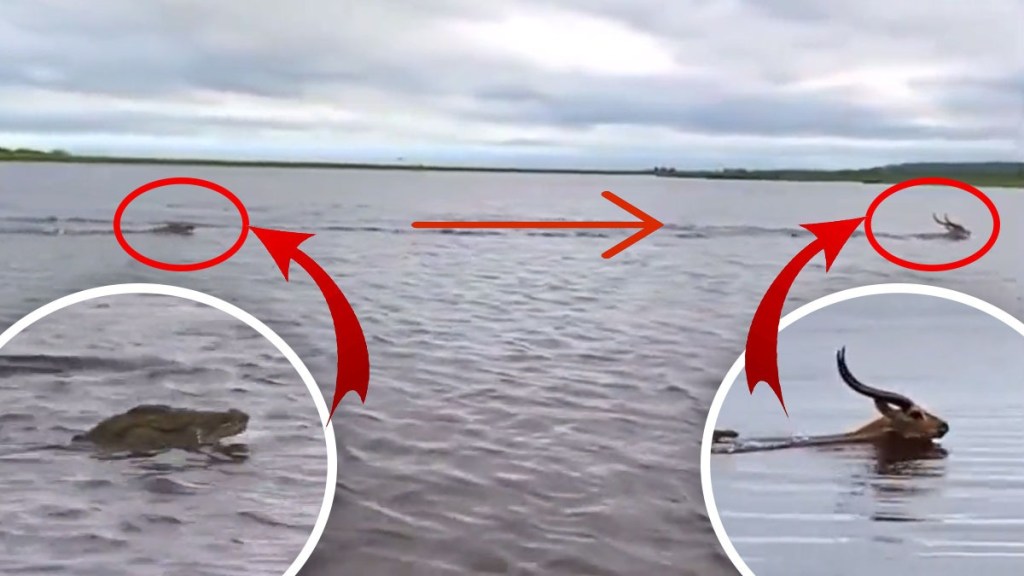 crocodile attack on deer video