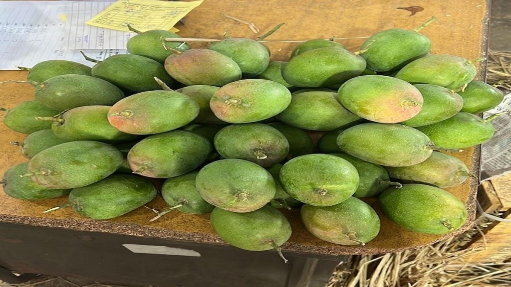 Hapus mango increase APMC Vashi