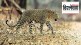 leopard habitat attack human animal conflict