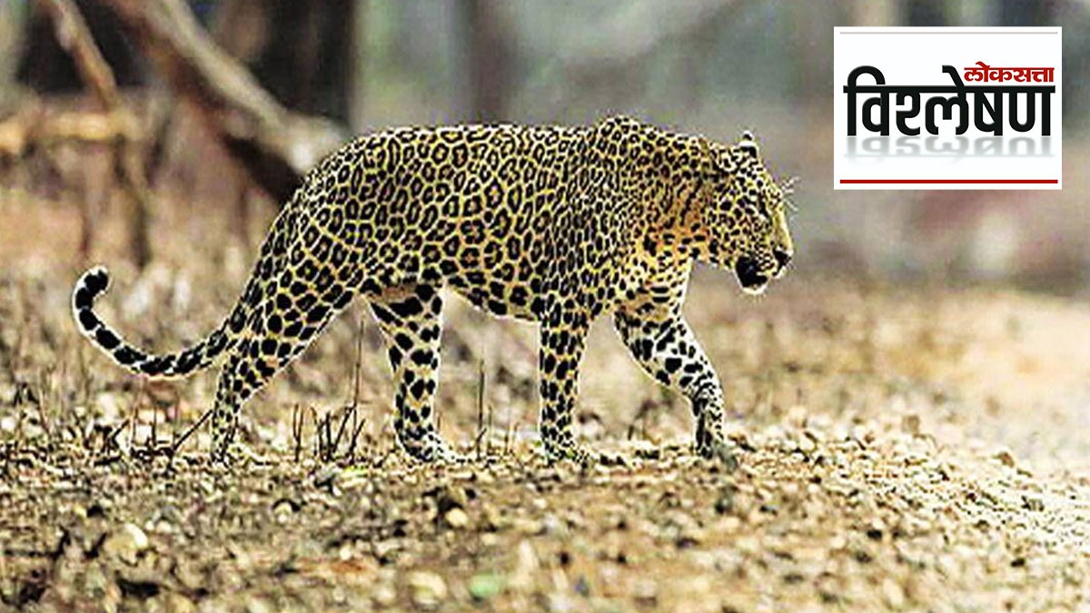 leopard habitat attack human animal conflict