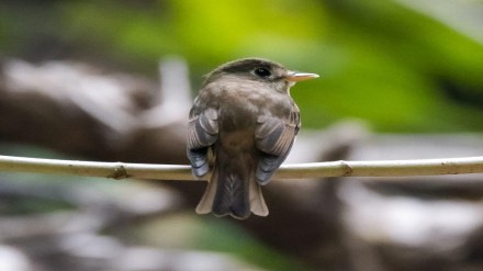 Brown breasted Flycatcher amravati