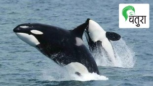 killer whale, sacrifice, mother, motherhood, parent, parenting