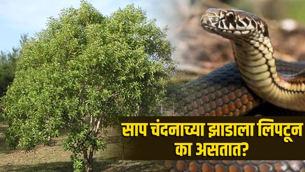 why do snake cling on sandalwood