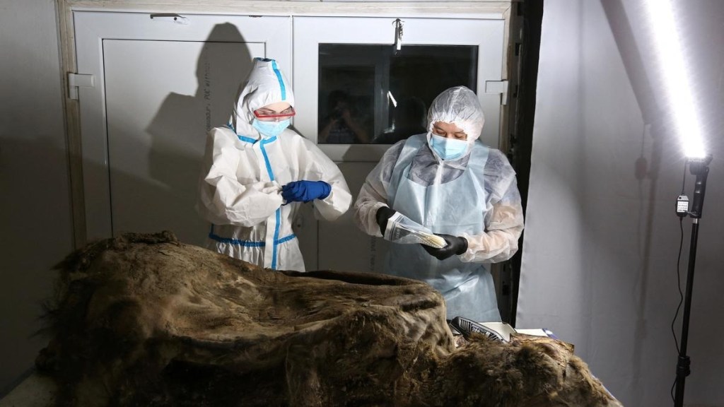 scientists dissect 3500 yearold bear discovered in Siberian permafrost
