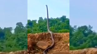 Huge King Cobra Spotted In Forest