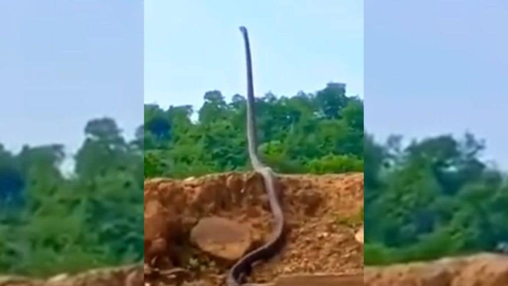 Huge King Cobra Spotted In Forest