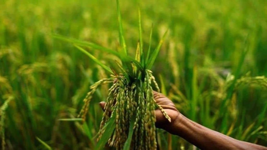 china taken lead over india in farm production