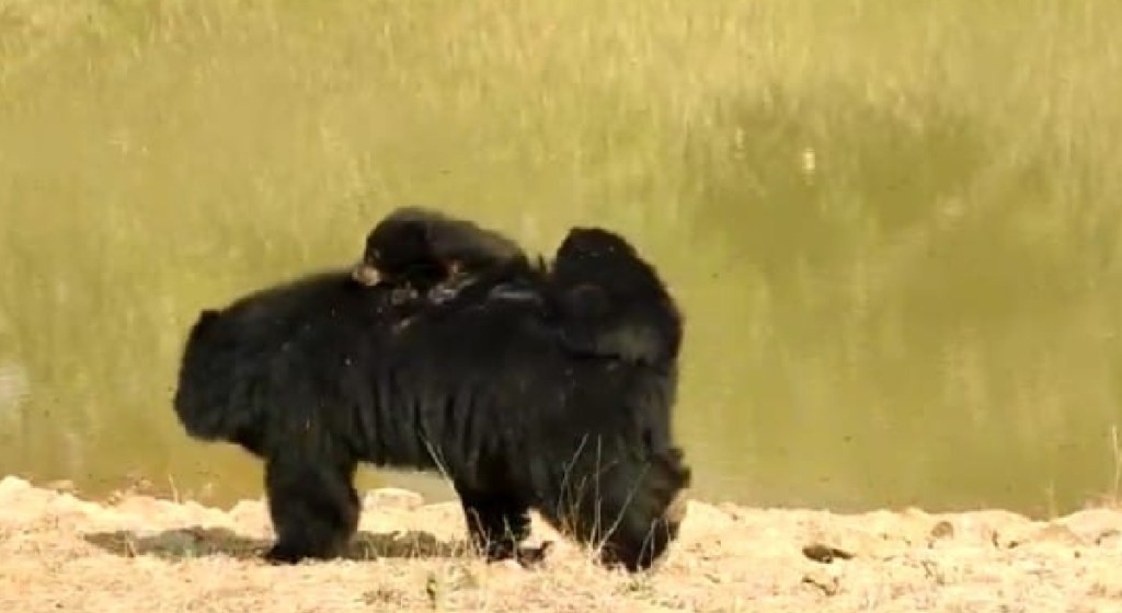 bear