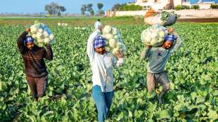 agriculture sector in union budget
