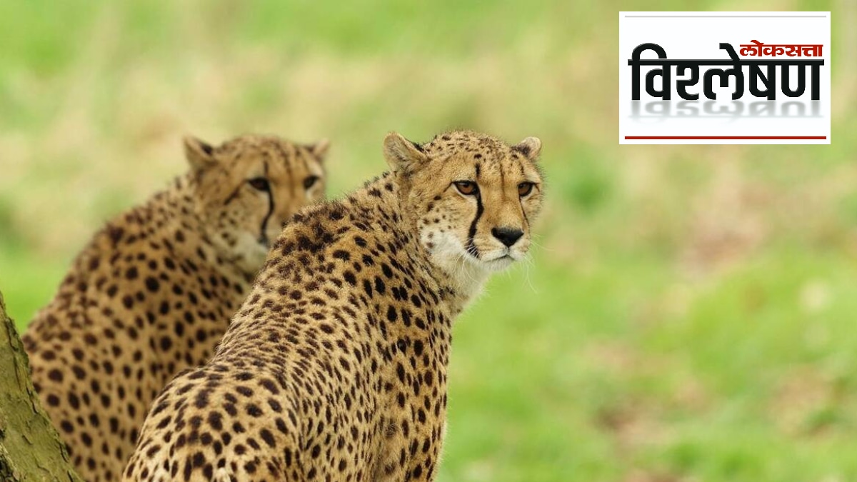 Vishleshan Cheetah South Africa Central government trying to bring
