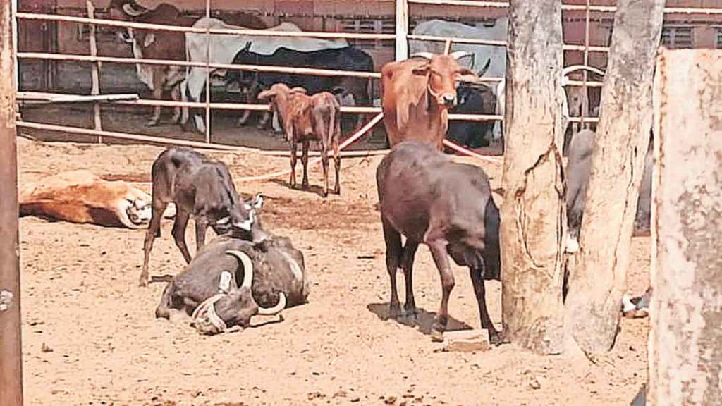 kolhapur kaneri math cow death