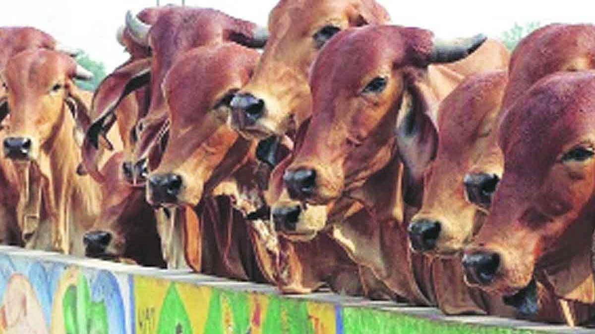 cow