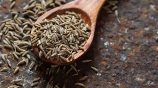 cumin , price, Agricultural goods, Millets, International Year of Millets