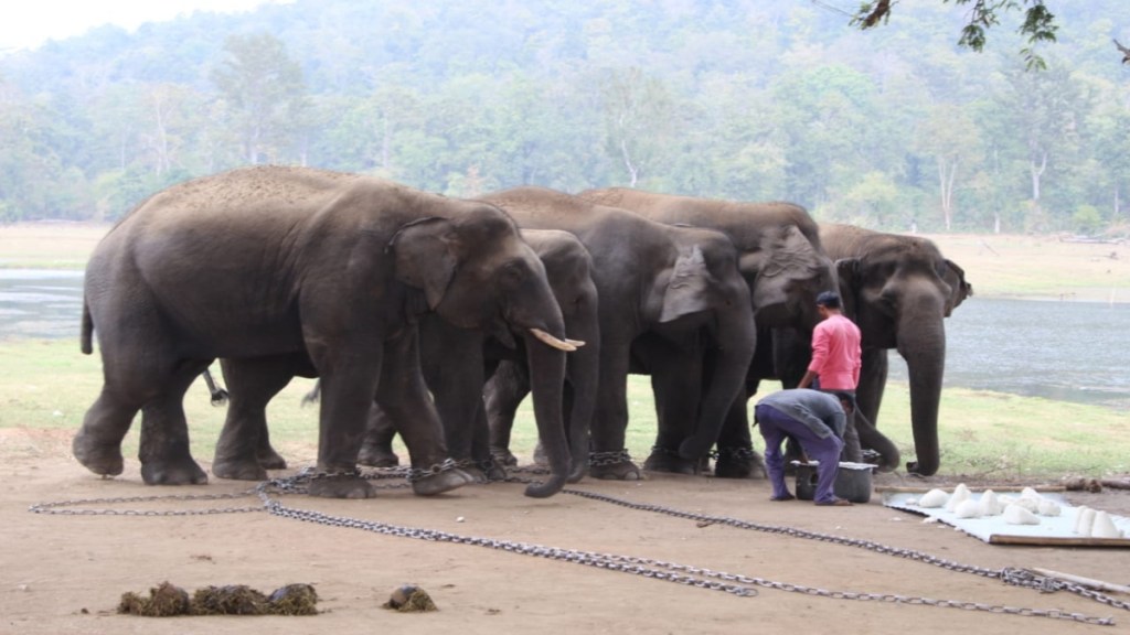 Kamalapur elephant camp in Gadchiroli